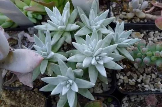 多肉植物播种经验总结 多肉植物播种经验总结