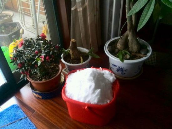 雪水浇花好处多 雪水浇花好处多