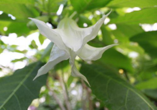 洁白的曼陀罗花 洁白的曼陀罗花