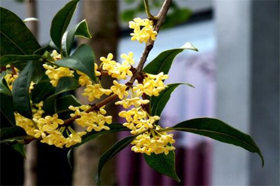 桂花树多少钱一颗？10～5500价格不等