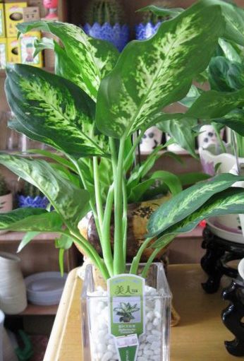 室内的万年青 室内的万年青