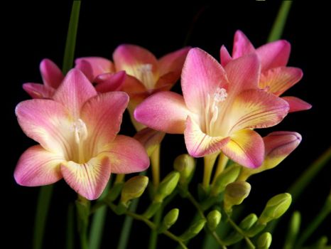 刚刚开花的香雪兰 刚刚开花的香雪兰