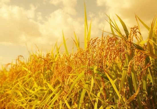 庄稼也能长出肉 庄稼也能长出肉