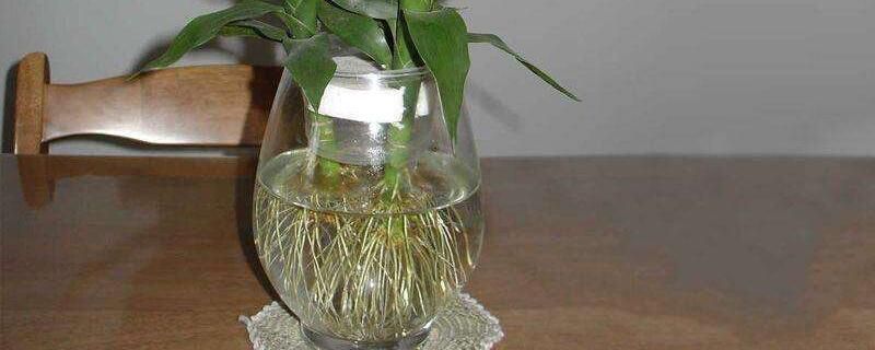 富贵竹放什么药生根快？可以试试这四种
