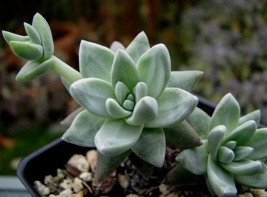 多肉植物播种经验总结 多肉植物播种经验总结