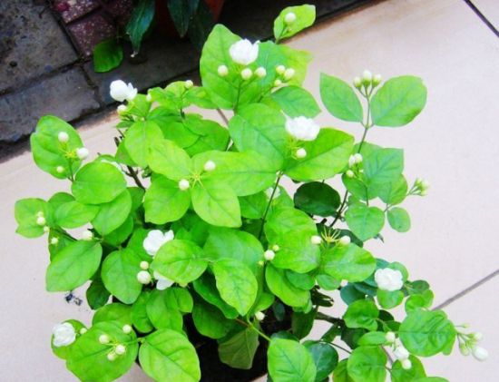 养茉莉花 养茉莉花