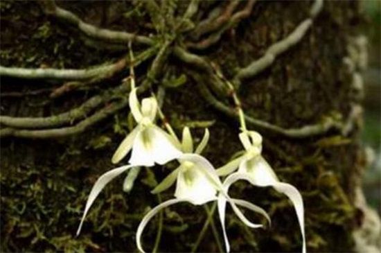 10万元以上的兰花图片：鬼兰大概在二千万左右