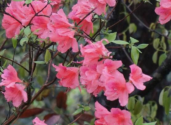 杜鹃花的叶子边变焦了怎么办？四种预防方法