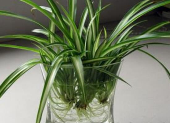 吊兰一盆中适合种几颗,大盆4颗/小盆一颗