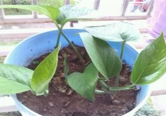 如何扦插绿萝容易生根,5个步骤让你的绿萝生根率100%