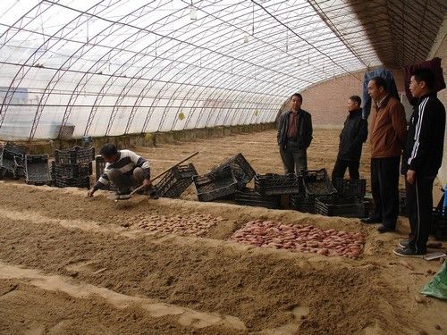 红薯育苗技术：学习如何科学育苗