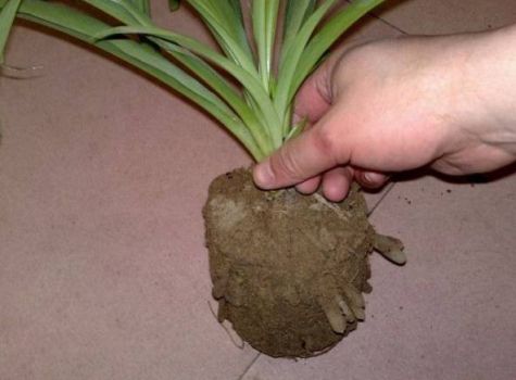 吊兰如何换盆？吊兰换盆时间和换盆方法