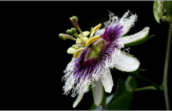 百香果花 百香果花