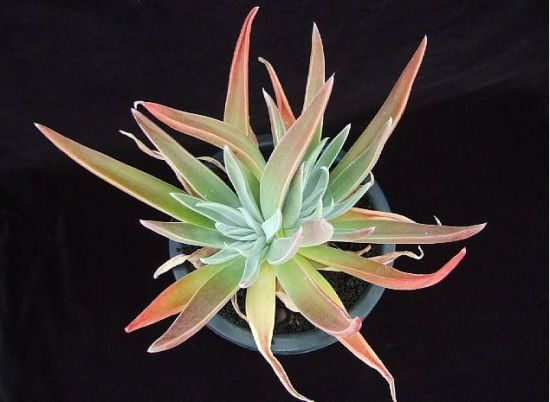 多肉植物播种经验总结 多肉植物播种经验总结