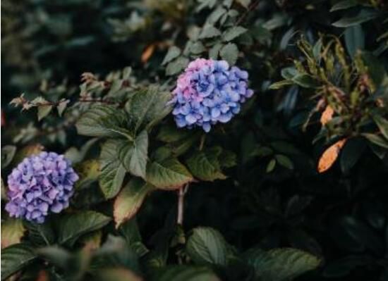 绣球花叶子发黄边缘干枯怎么办，4种方法让绣球