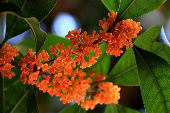 金桂和丹桂的区别：五种方法教你正确分辨