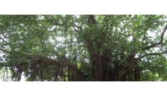 一棵树几斤火碱能烧死