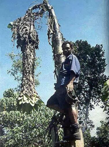 科学家发现的最古老的的香蕉品种 科学家发现的最古老的的香蕉品种