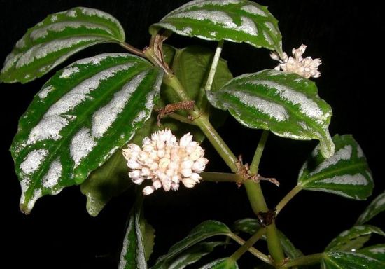 怎样栽培冷水花