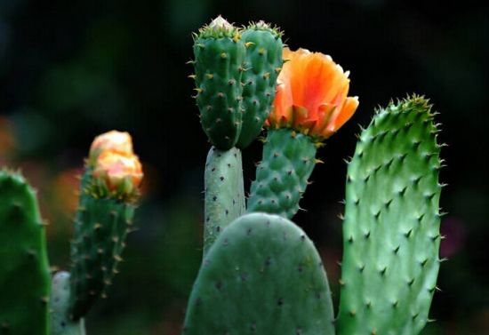 百折不挠的仙人掌图片 百折不挠的仙人掌图片