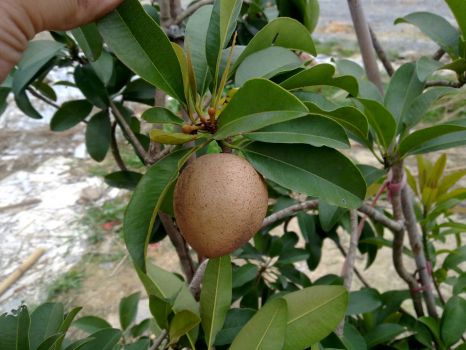 人心果树结果了 人心果树结果了