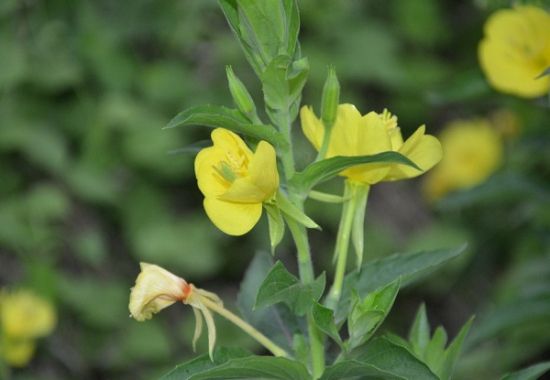 月见草的主要价值 月见草的主要价值