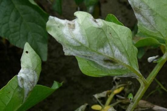 小菊花最常见的病害是黑斑病和灰霉病,黑斑病多是出现在叶子,长出大片