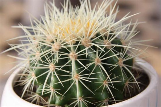 仙人球怎么不长小球？仙人球不长小球可破坏生