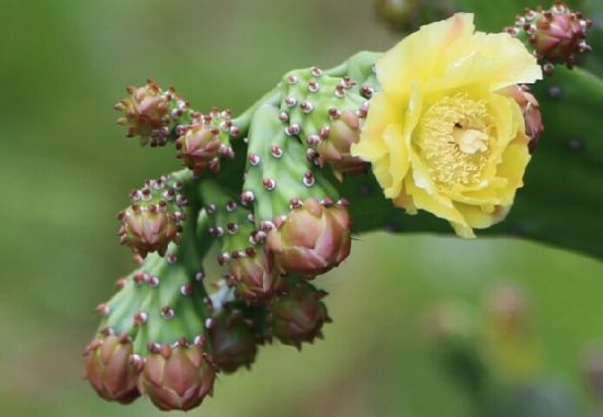 不畏艰难的仙人掌图片 不畏艰难的仙人掌图片