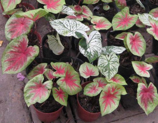 秋后花叶芋叶片萎黄怎么办？