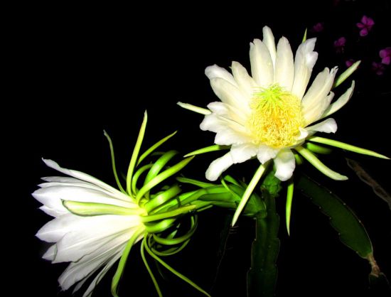 霸王花(剑花)的功效与作用 霸王花(剑花)的功效与作用