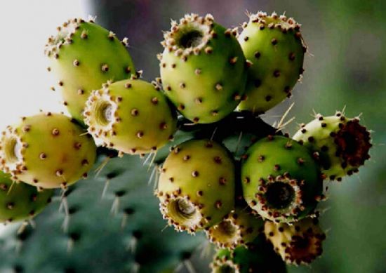 仙人掌果实图片 仙人掌果实图片