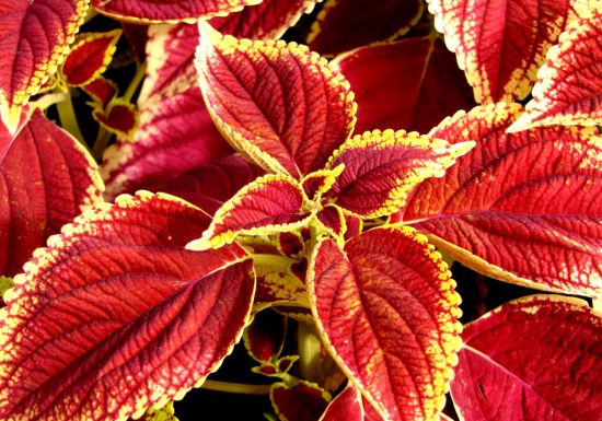 彩叶草有毒吗：无毒,可放心种植