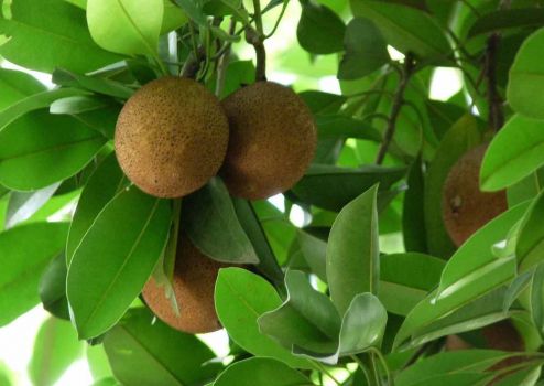 人心果的种植方法和种植注意事项