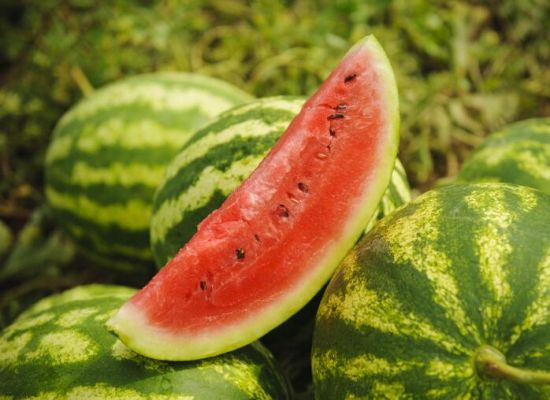 现代西瓜 现代西瓜