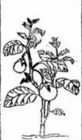 原始品种的茄子 原始品种的茄子