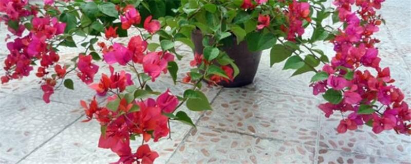 三角梅插扦方法步骤