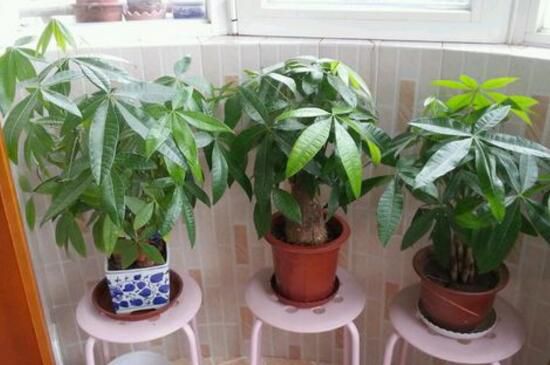 发财树叶子发黄剪掉吗？可以剪掉(有利新叶生长)