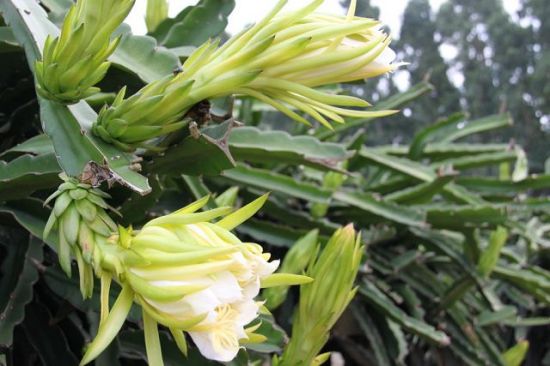 霸王花(剑花)的功效与作用 霸王花(剑花)的功效与作用