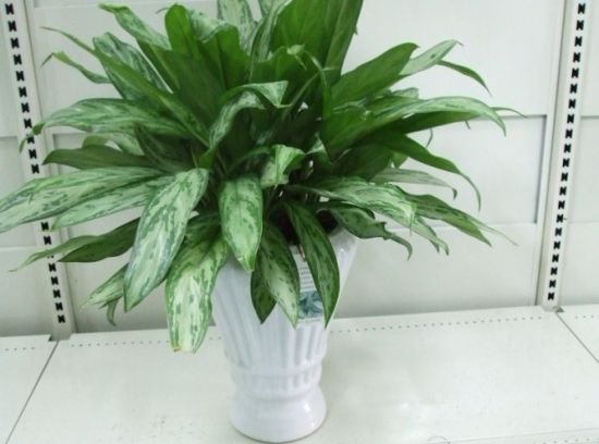 银皇后价钱 银皇后价钱