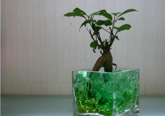 人参榕的种植方法 人参榕的种植方法