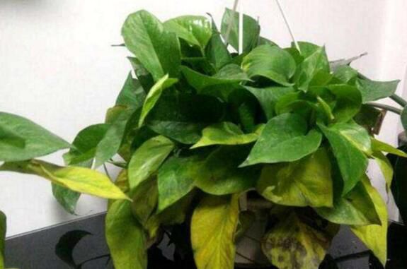 绿萝发蔫下垂的原因及解决方法