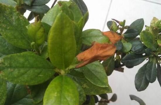 杜鹃花叶子发黑怎么办？6步让它重返翠绿