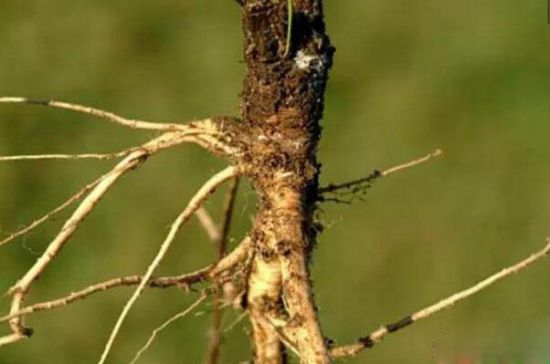 原始品种胡萝卜 原始品种胡萝卜