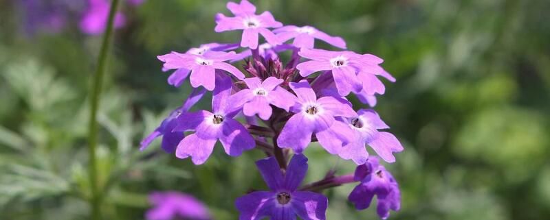 勿忘我花语和寓意