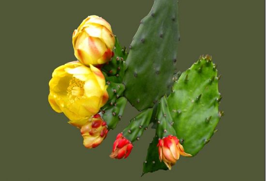 仙人掌摄影图片 仙人掌摄影图片