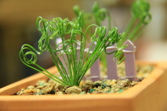 螺旋草(弹簧草)怎么养?螺旋草(弹簧草)的种植方法 螺旋草(弹簧草)怎么养?螺旋草(弹簧草)的种植方法