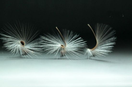 天竺葵的种子 天竺葵的种子