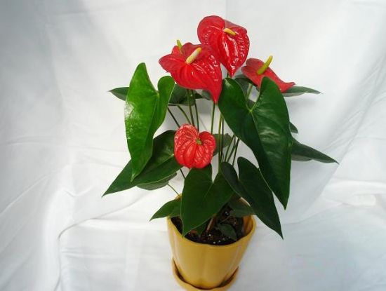 盆栽红掌 盆栽红掌