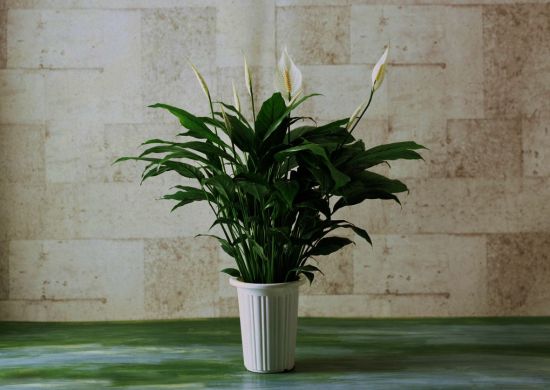 落落大方的一盆一帆风顺图片 落落大方的一盆一帆风顺图片